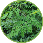 Moringa